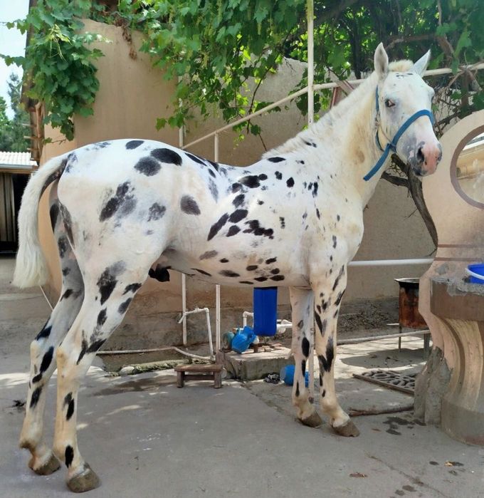 От Акили ГУЗАЛ тулпор сурочни