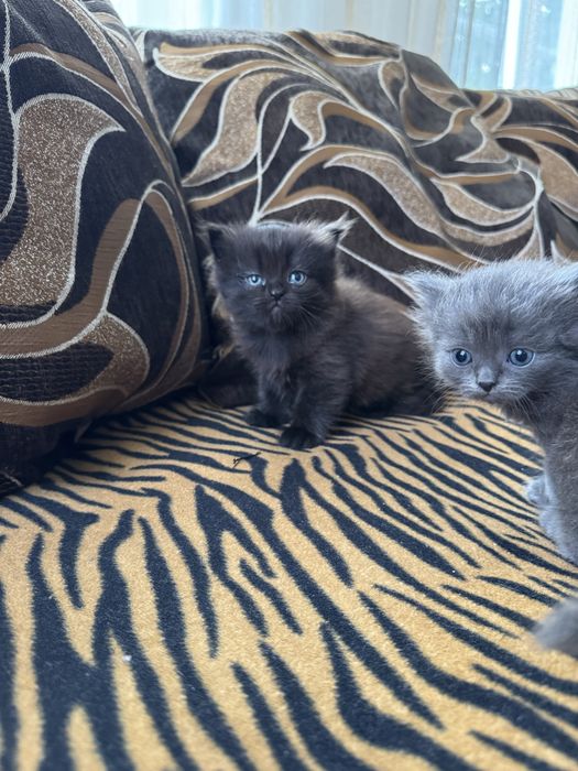 Котята 1 мес (девочки)