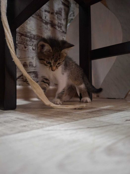 Отдам котёнка в добрые руки