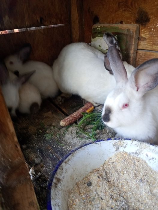 Vând iepurii pui de doua luni urieas de Transilvania