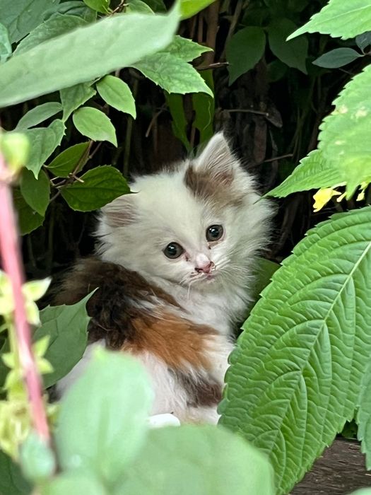Котята Кот Котенок
