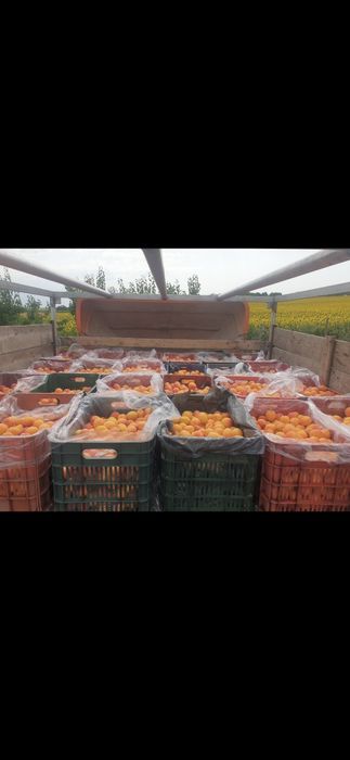 Caise pentru țuică și pălincă românești copți și dulci!