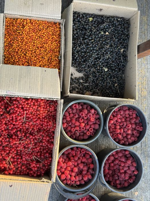 Malina,Galubika,Smarodina,Oblepxa,
