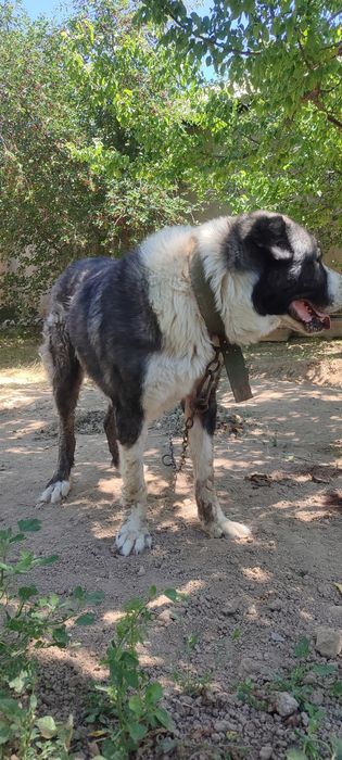 Собака, сучка, 4 лет