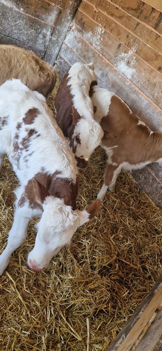 4 taurasi de vânzare