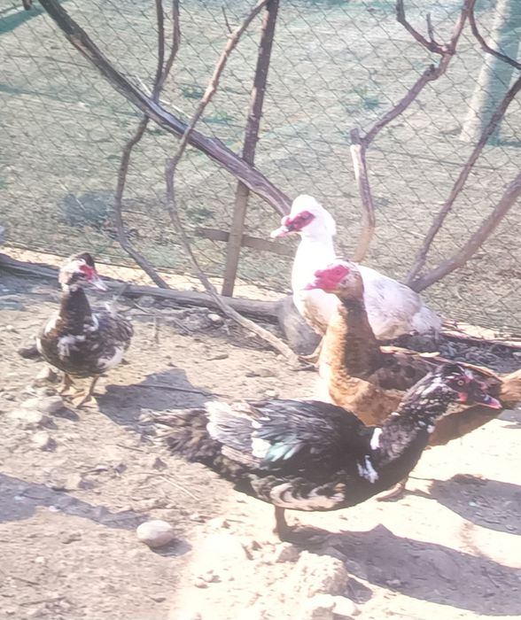 Rate lesesti și mătase japoneza