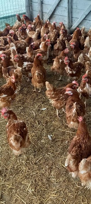 Vând găini roși de ouă