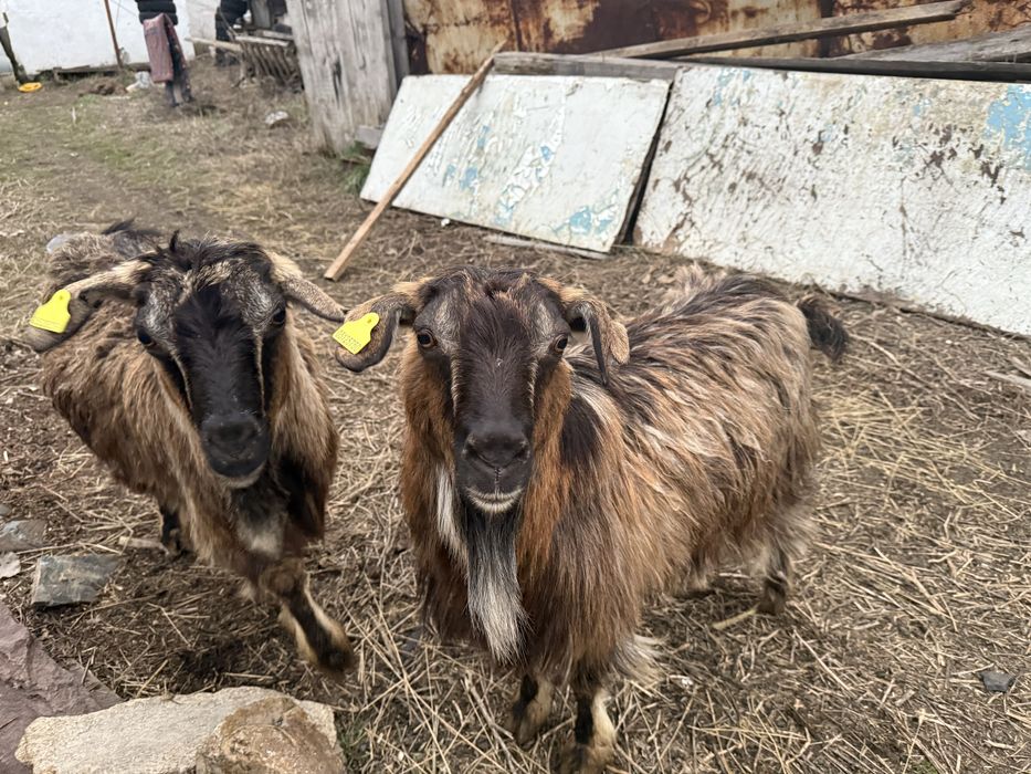 Продажа коз,ешкі