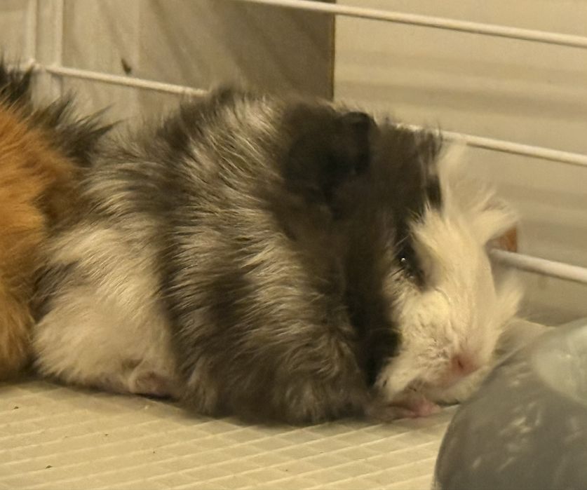 Морская свинка мальчик