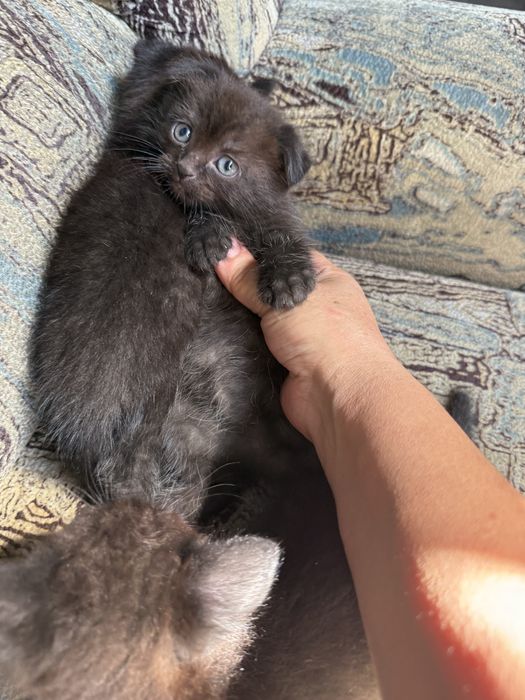 Котята веслоушки