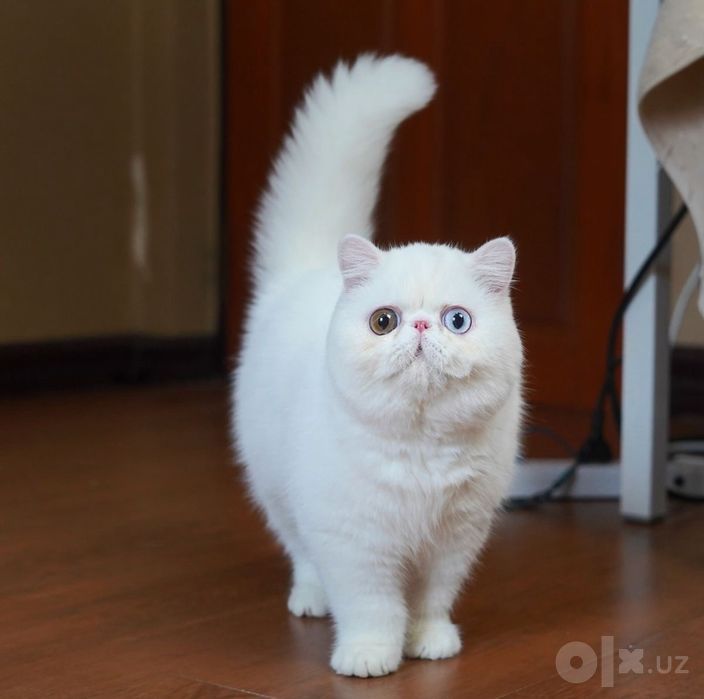 Котик экзот вязка