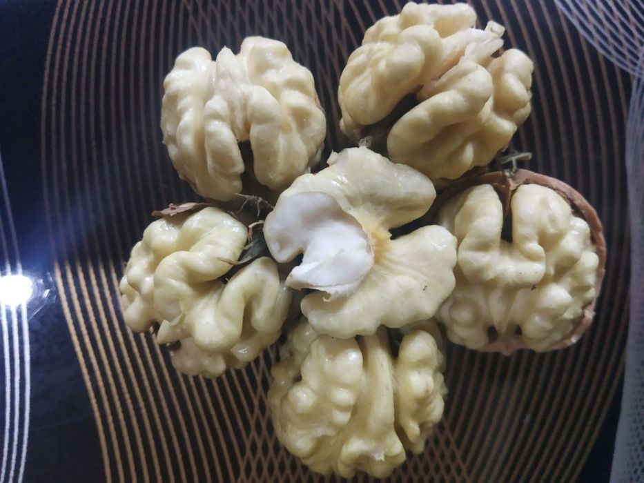 ЁНГОК КУЧАТЛАРИНИ 6 Хил сорти бор сортига кафолат берамиз