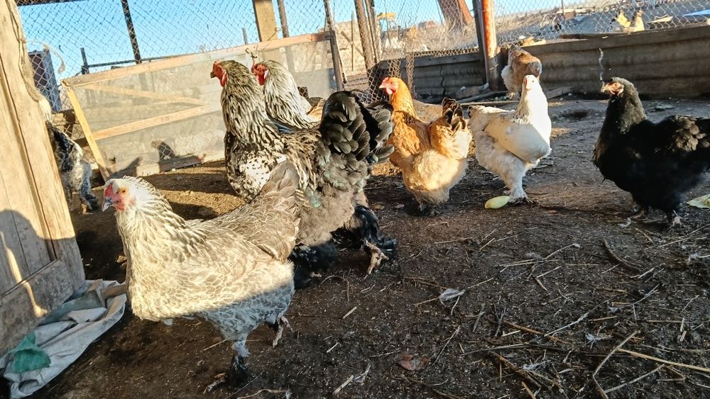 Инкубационные яйца Брама