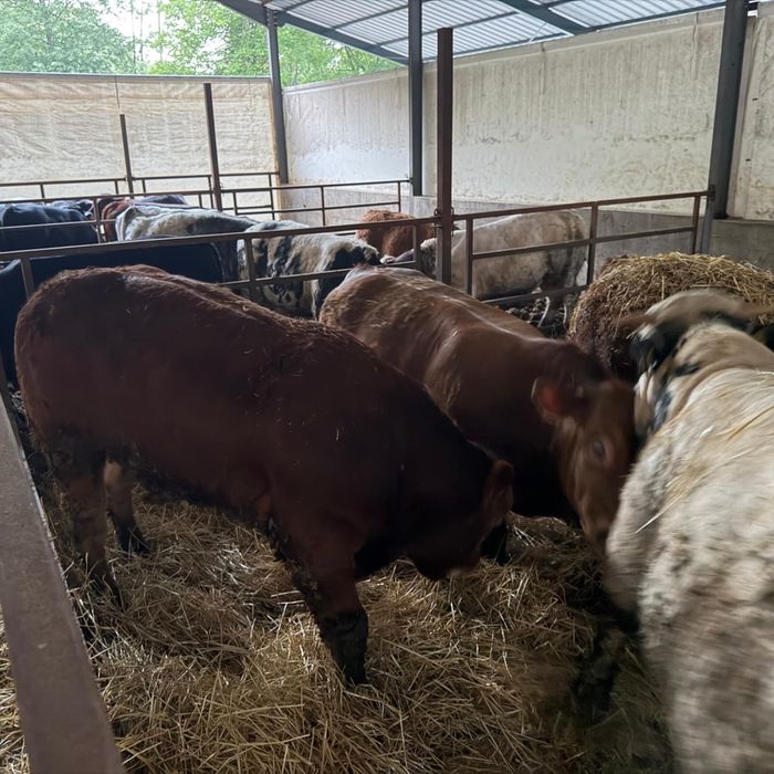 51 vitei doar viței de carne