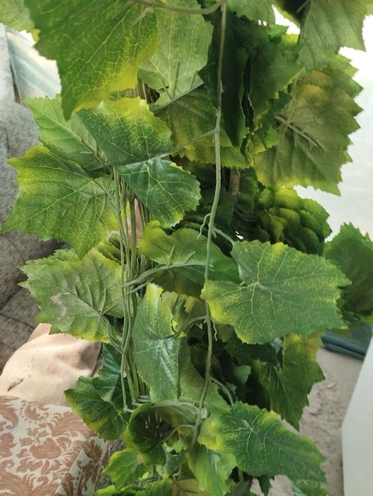 Лиана виноградная для летников