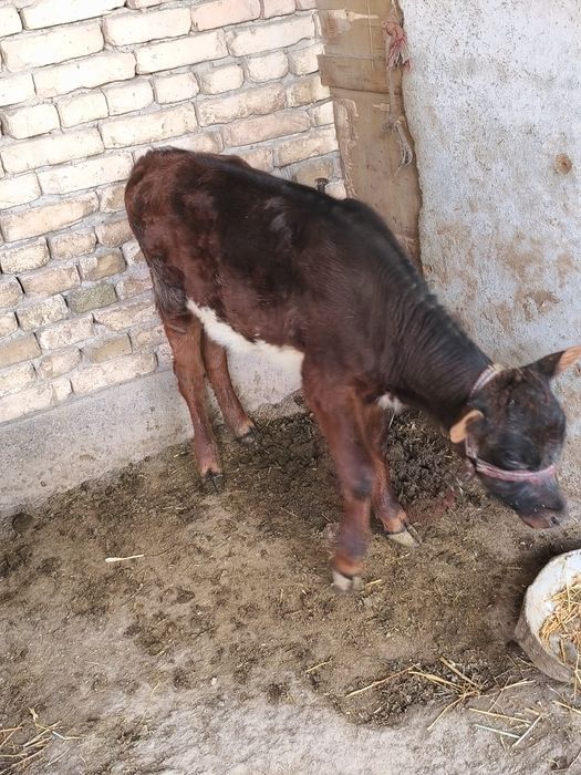 Ona bola sigir sotiladi