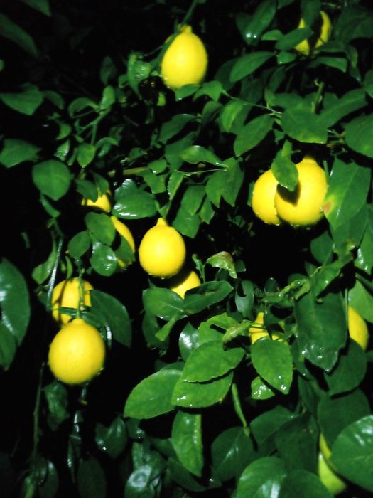 Limonlar sotladi