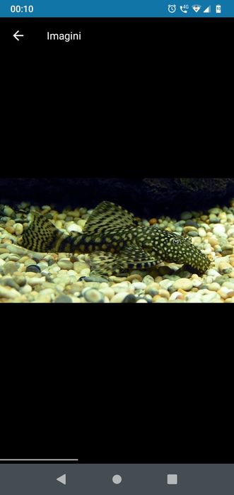 pesti acvariu , creveti ,crin gradina