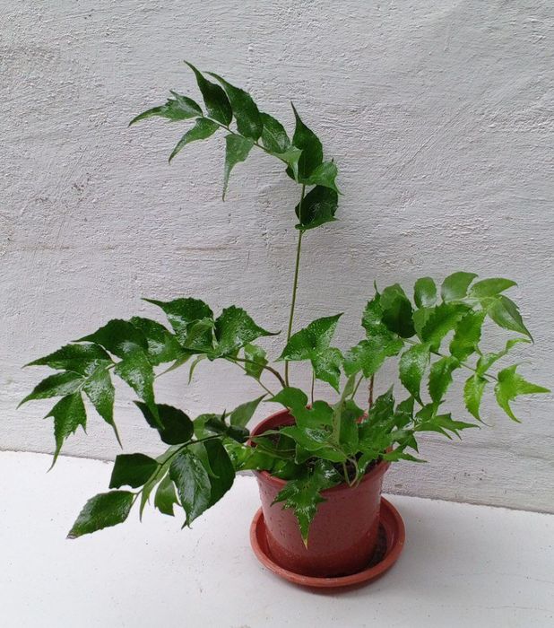 Циртомиум серповидный-папоротник для дома и сада.Экзотическое растени