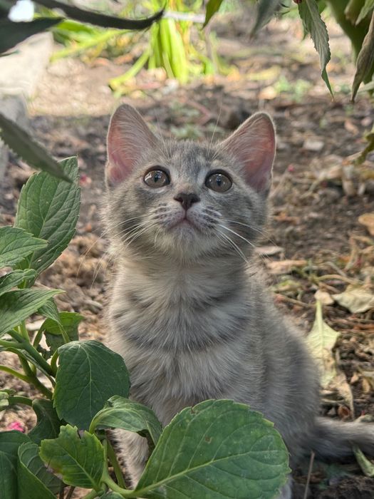Отдам котенка в добрые руки