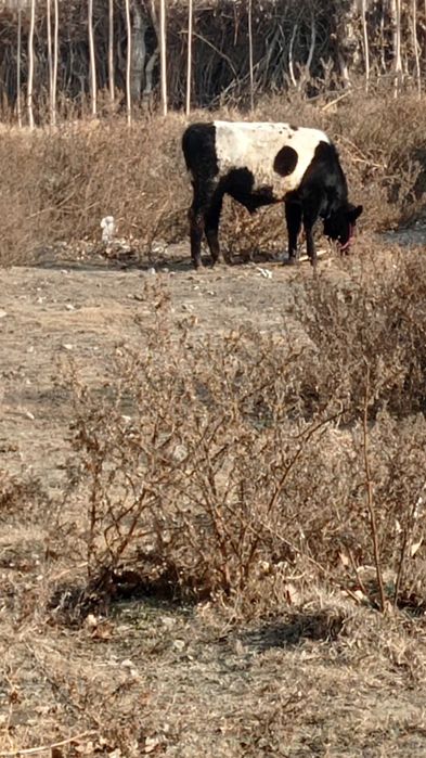 Кузи ва бузоқлар сотилади соглом