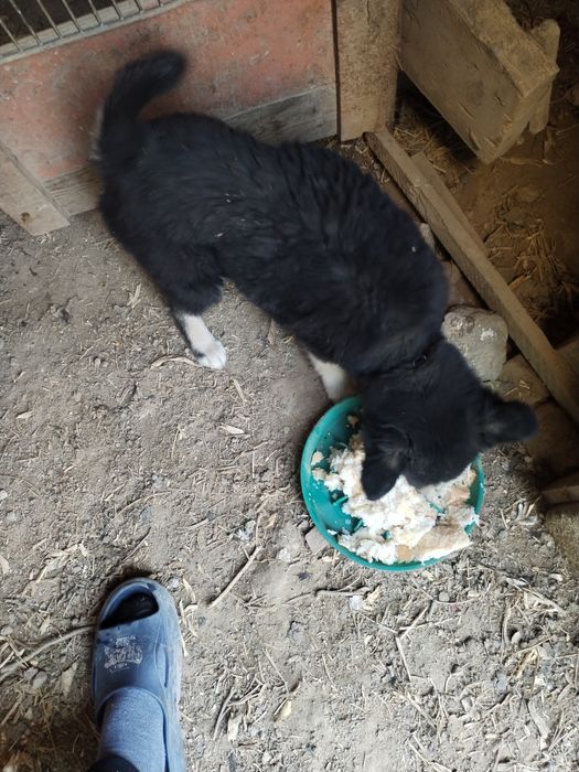 Хаски 1та нар 1та мода 1.5 ойли