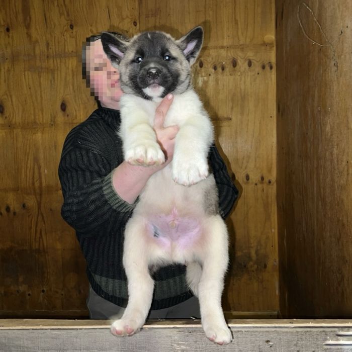 Щенки Американские акиты