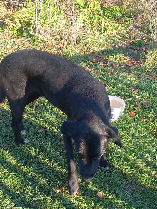 Щеночки в добрые руки