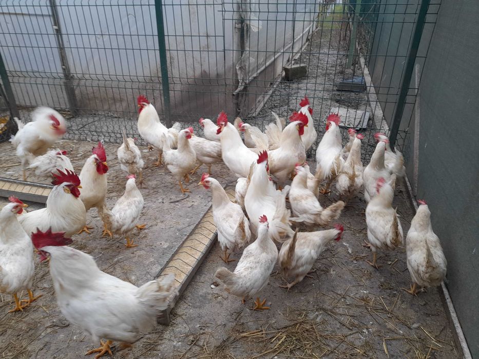 Pui leghorn si australorp, oua de incubat