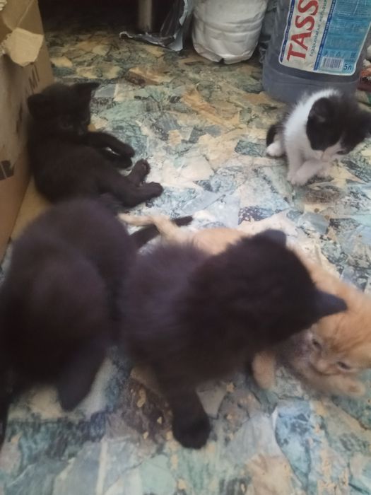 Отдам котят в хорошие руки