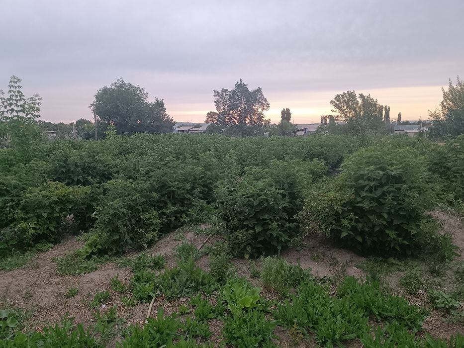 уй сатылады малиновый сад бар