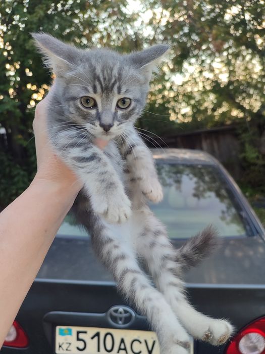 Отдам котят шотландцы