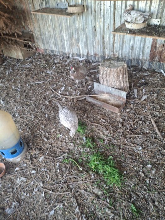 2masculi de fazan comun albastru la schimb