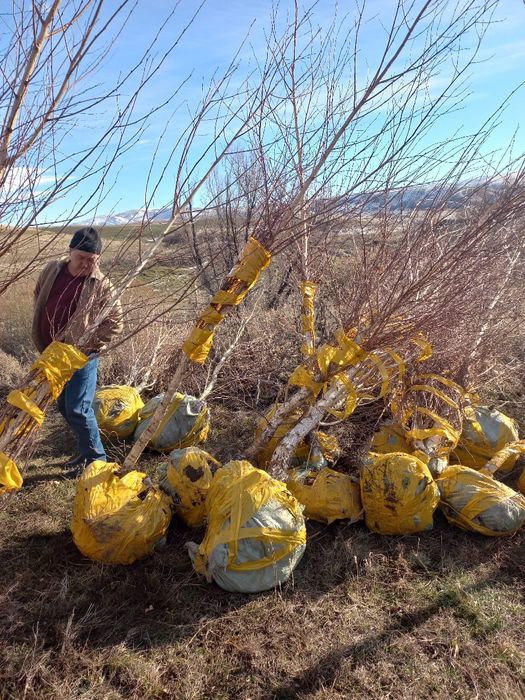 Пересадка выкопка посадка
