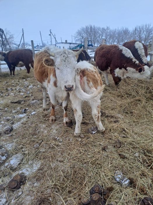 Продам две коровы