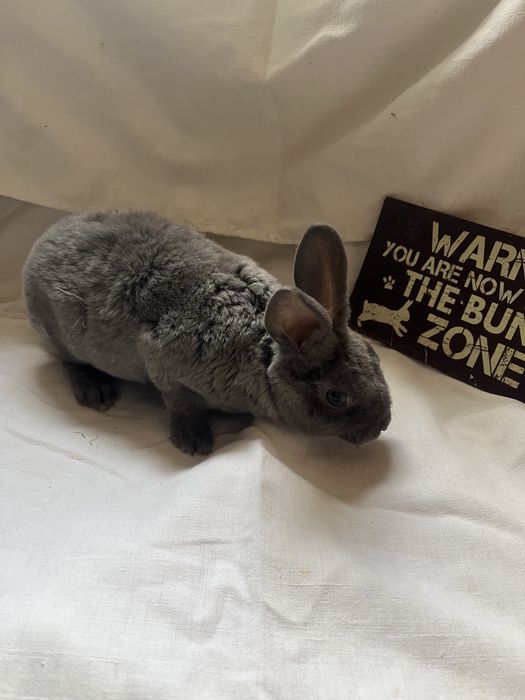 Iepurași Holland Lop  și Rex pitic ! Citiți descrierea anunțului