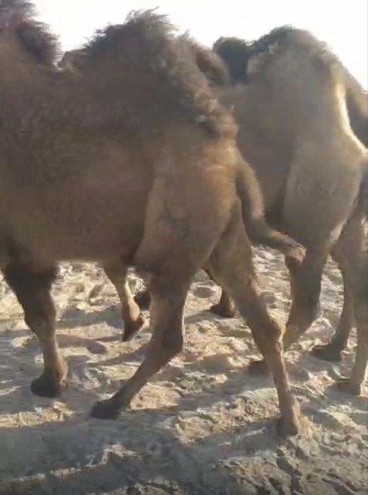 Түйе! Тайлақтар сатылады