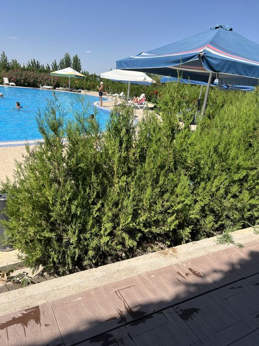 Туя, хвойные расстения