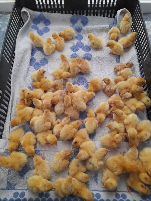 Pui prepelite giganta polara,japoneza mare,jumbo gold ,celadon