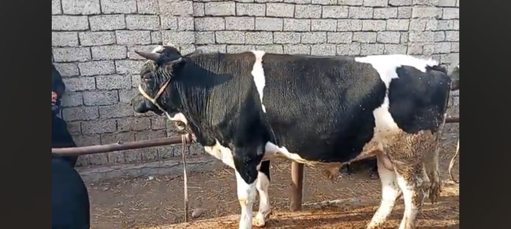 Бука бокма сотилади