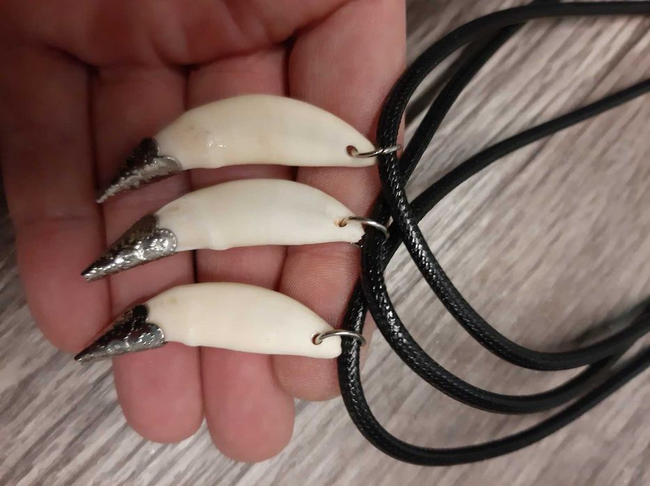 Клык волка натуральный . Цена за один.