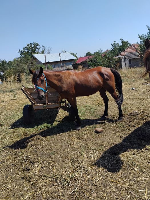 Iapa de vanzare ori ce proba