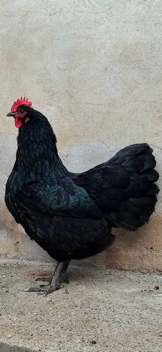 Tovuq xoʻroz tuxumlari 12000soʻm avstraloʻp ruminiya tozalari