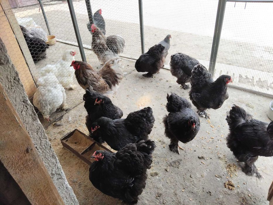 Găini cochinchina și brahma