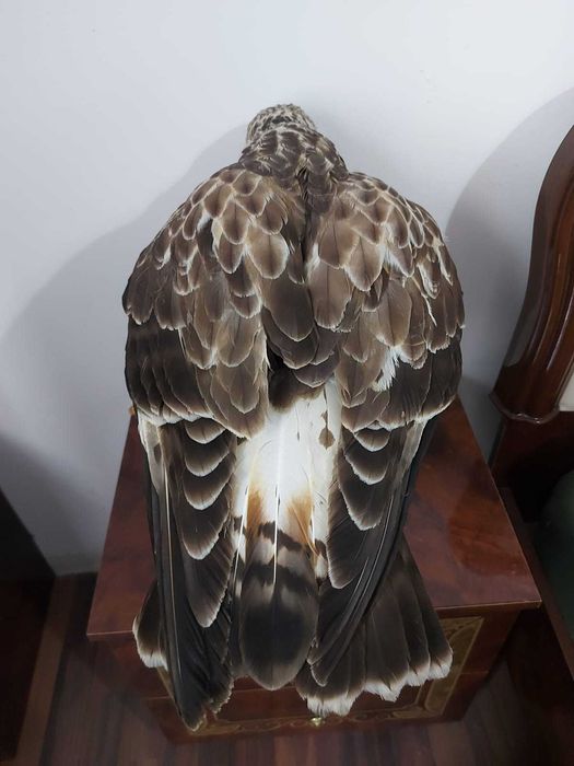 Sorecar incaltat impaiat - taxidermie Radauti • OLX.ro