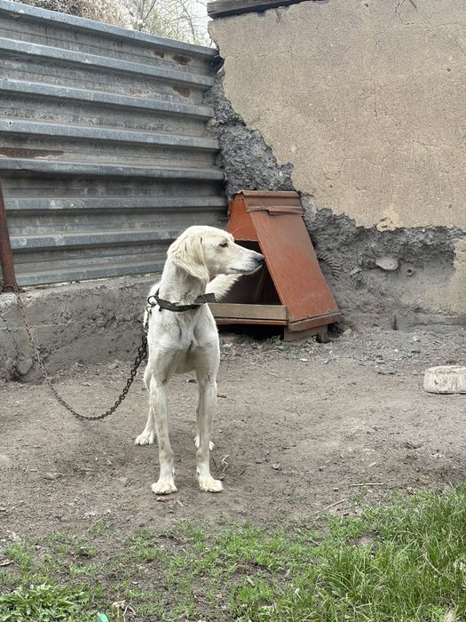 Тазы, 1.5 жас, аңшылыққа