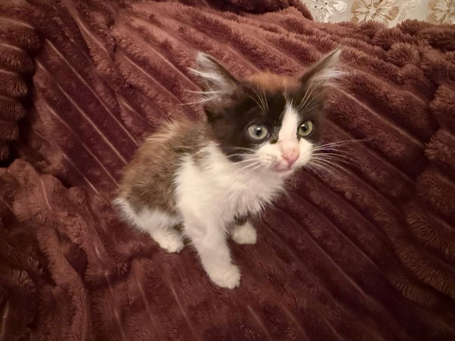 Отдам девочку в добрые руки