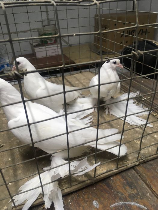 Продам белых лысых погонять