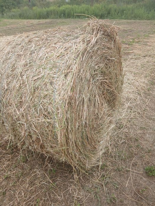 Baloți  de Luțernă amestecați cu fân