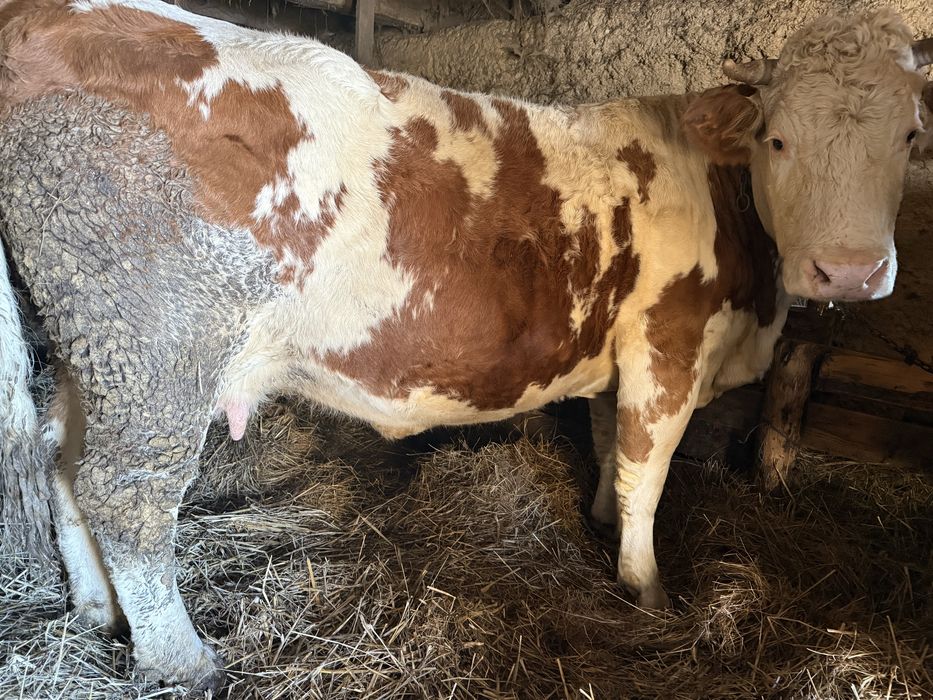 Vand vaca  cu vitea belgiana